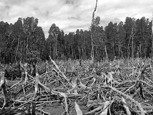 Image result for Deforestation